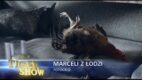 Śpi jakby mu zwisało – kogut Marceli z Łodzi w kampanii marki TIGER