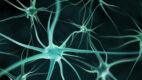Neuromarketing dla każdego