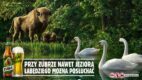 Stabilność, która przyciąga uwagę. Jak Żubr rozwija kampanię bez zmiany DNA marki