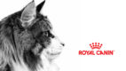 Royal Canin służy radą właścicielom kotów