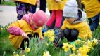 Burmistrzowie Ursynowa wraz z przedszkolakami zasadzą żonkile dla hospicjum