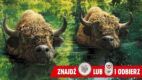 W lutym rusza tegoroczna edycja promocji konsumenckiej „Dwa Szybkie Żubry”