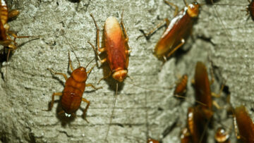W ramach Walentynek w tym brytyjskim ZOO możesz nazwać karalucha imieniem swojego byłego
