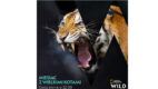 National Geographic Wild wspiera koty w schroniskach w ramach akcji #2TonyNaBezdomneOgony
