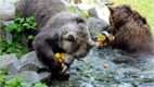 Adopcja symboliczna – niestandardowe narzędzie marketingowe wrocławskiego ZOO