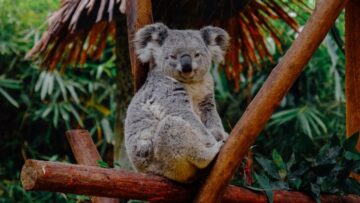 Firma ubezpieczeniowa NRMA zachęca Australijczyków do budowania domów dla koali