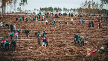 Pracownicy trójmiejskich firm sadzą drzewa w ramach akcji „Do nasadzenia”