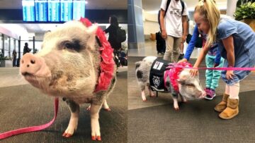 Na lotnisku w San Francisco stres przed lotem pomaga rozładować świnka-terapeutka
