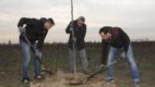 Vileda sadzi drzewa – 170 lip utworzy aleję w gminie Michałowice