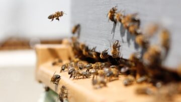 Pszczoły z supermarketu