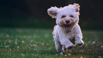 Pies to nie prezent: Białostockie schronisko wstrzymało adopcję szczeniąt w okresie świątecznym