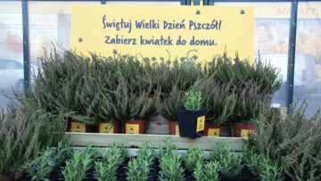 Władze Poznania rozdawały mieszkańcom sadzonki lawendy i wrzosu w ramach akcji ratowania pszczół