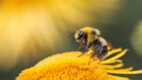 Let it bee: Carrefour ruszył z nową akcją na rzecz ochrony pszczół