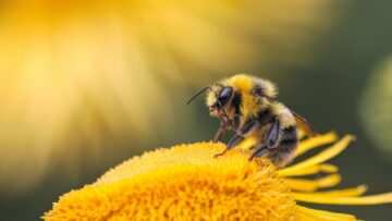 Let it bee: Carrefour ruszył z nową akcją na rzecz ochrony pszczół