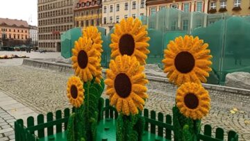 Słoneczniki z klocków Lego na wrocławskim rynku