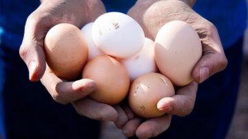 Nestlé wykorzystuje wyłącznie jaja z chowu bezklatkowego we wszystkich produktach spożywczych w Polsce
