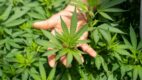 Cannabusiness, czyli o modzie na konopie i jej możliwych konsekwencjach