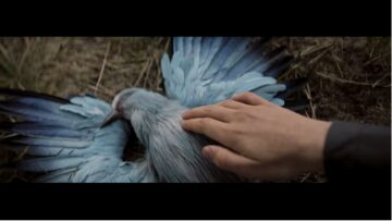 „Patrz w górę!” – kampania społeczna na rzecz ptaków zagrożonych wyginięciem