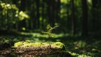 Kaufland rozwija asortyment produktów przyjaznych dla klimatu
