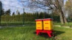 DHL Parcel Polska założył kolejną pasiekę w ramach autorskiego programu ratowania pszczół