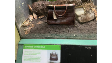 Torebka damska w terrarium… zamiast krokodyla. Londyńskie zoo przypomina o prawach zwierząt