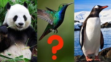 Panda, Koliber, Pingwin – jak nazwał(a)byś kolejny algorytm Google’a