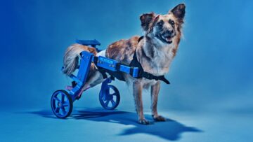 Decathlon tworzy PEThletes, czyli protezę dla niepełnosprawnych psów