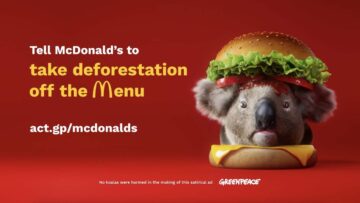 „Koala burger”: Greenpeace walczy z wylesianiem dzikiej przyrody