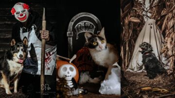 Kocie wampirki i psie upiorki – wrocławskie schronisko w halloweenowym stylu zachęca do adopcji zwierząt