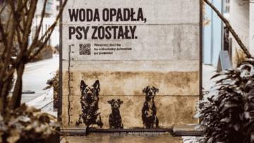 „Woda opadła, psy zostały”: zbiórka pieniędzy na rzecz schronisk zrujnowanych przez powódź