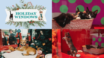 Macy’s SF SPCA Holiday Windows: wyjątkowa wystawa domu towarowego Macy’s zachęca do adopcji zwierząt