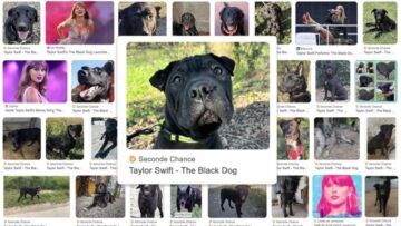 Przebój „The Black Dog” Taylor Swift zmienił los tysięcy psów: genialna kampania adopcyjna