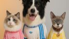 „Adidas Originals Pet”: powstała kolekcja odzieży dla zwierząt i ich opiekunów