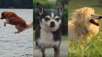Kampania The Farmer's Dog