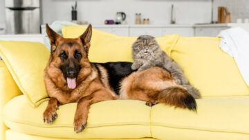 Weekend Adopcji: kampania Mars i TOZ pokazuje, że zwierzę w domu to obustronne korzyści