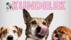 pudelek kundelek akcja społeczna