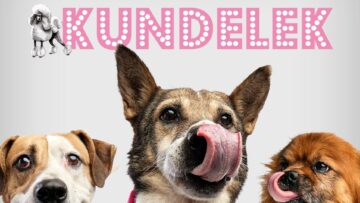pudelek kundelek akcja społeczna