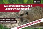 „Nakarm surykatkę swoim ex!”: łódzkie zoo powraca z nietypową akcją na Walentynki