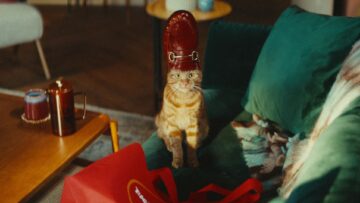 kampania kot tk maxx