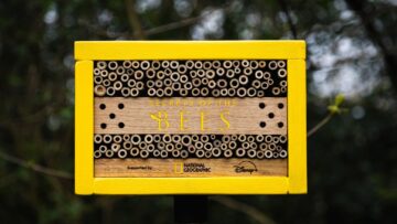 Billboardy dla pszczół. National Geographic promuje dokument „Secrets of the Bees” w Manchesterze