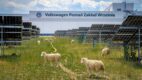 Volkswagen wpuścił 100 owiec między panele słoneczne. Zastąpiły kosiarki