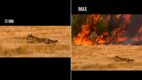 WWF przejął mem o IMAX-ie. Zamiast „Odysei” Nolana pokazał pożary lasów