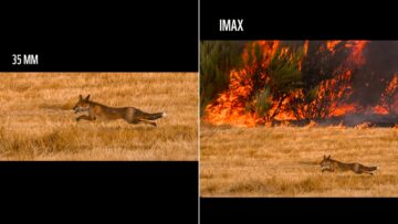 WWF przejął mem o IMAX-ie. Zamiast „Odysei” Nolana pokazał pożary lasów